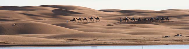 camels walking over dunes